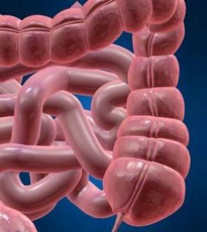 estrutura do intestino humano em fotos