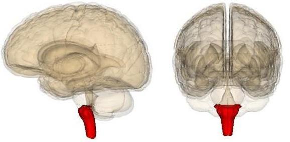 artérias cerebelares 