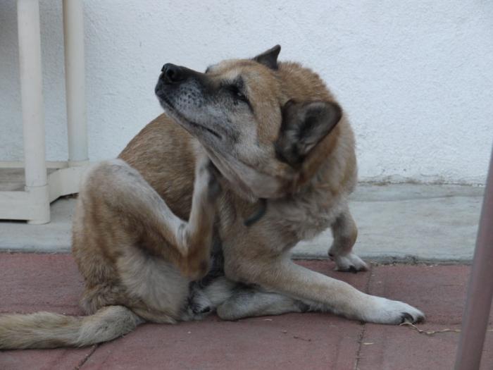 Vlasyoney em cães: o tratamento é necessário urgentemente